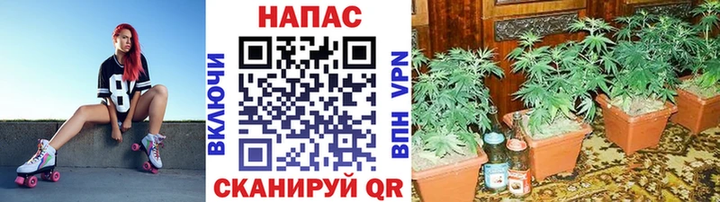 Каннабис MAZAR  Купить  Валдай 